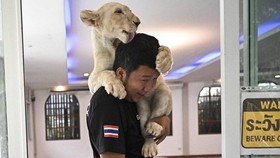 FOTO: 'Demam' Memelihara Singa di Thailand Picu Keresahan