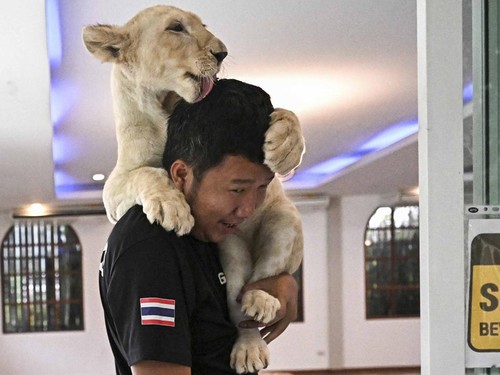 FOTO: 'Demam' Memelihara Singa di Thailand Picu Keresahan