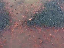 Viral Banyak Ikan di Danau Toba Mendadak Mati, Ini Respons Dinas LHK Sumut