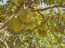 Durian Jatuh Lebih Banyak Sebabkan Kematian Dibanding Serangan Hiu!
