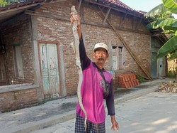 Kobra Jawa Keluar-Masuk Rumah di Balak Klaten, Ternyata Ganti Kulit