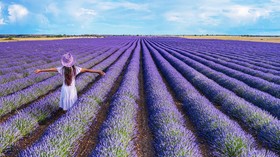 Ladang Lavender 'Instagrammable' di Spanyol Kini Minta Turis Menjauh