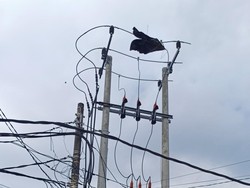 Listrik di Bali Kerap Terganggu Akibat Layang-layang
