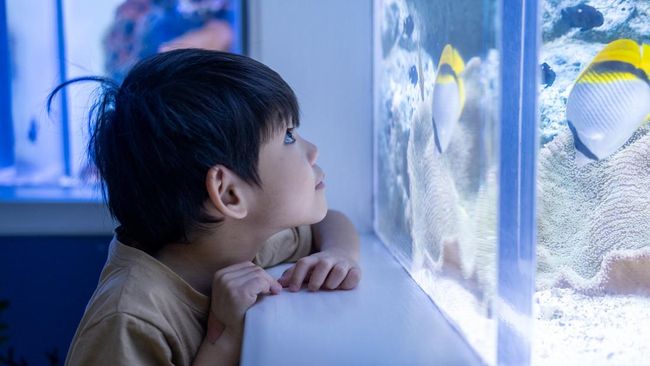 Mengenal Organ Gerak Ikan untuk Berenang, Ini Nama dan Fungsinya