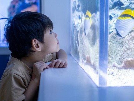 Mengenal Organ Gerak Ikan untuk Berenang, Ini Nama dan Fungsinya