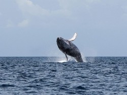 Paus Itu Ikan atau Mamalia? Ini Penjelasan Ilmiahnya
