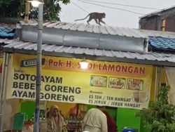 Monyet Liar Bikin Resah Warga di Sekitar Plaza Lamongan
