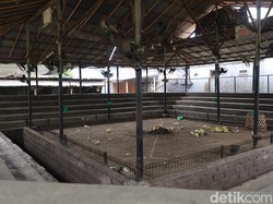 Suasa Terkini Arena Tajen di Denpasar Setelah Joki Ayam Tewas Disabet Taji