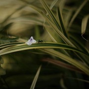 Perlu Disiapkan di Rumah, Ini 6 Tanaman untuk Bantu Usir Semut