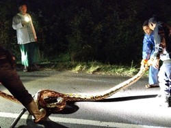 Geger Ular Raksasa Melintang di Tengah Jalan Jembrana