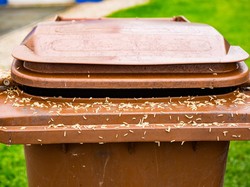 Waspada! 3 Tempat di Rumah Ini Bisa Jadi Sarang Belatung