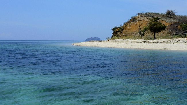 Pulau Babi, sebuah permata tersembunyi di Nusa Tenggara Timur (NTT), menyimpan kisah pilu sekaligus inspiratif tentang daya tahan dan pemulihan alam.