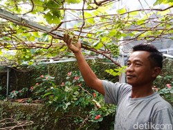 Perjuangan di Balik Rimbun Kampung Anggur di Gang Sempit Cimahi
