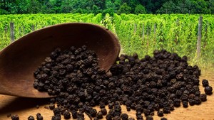 Katanya Negara Agraris! Impor Lada RI Kok Meledak 1.000.000% Lebih? Katanya Negara Agraris! Impor Lada RI Kok Meledak 1.000.000% Lebih?