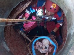 Demi Selamatkan Kucing, Damkar Ciamis Turun ke Sumur 13 Meter
