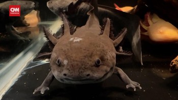 VIDEO: Naga Imut Axolotl Kini Diangkat Jadi Duta Konservasi