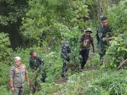 TNI Temukan 3 Hektare Ladang Ganja di Madina, Ditanami 30 Ribu Batang