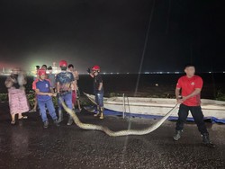 Damkar Parepare Tangkap Ular Piton 5 Meter Ngumpet di Perahu, Warga Panik
