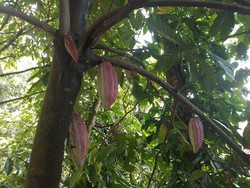 Cara Menanam Pohon Kakao yang Benar agar Subur dan Berbuah