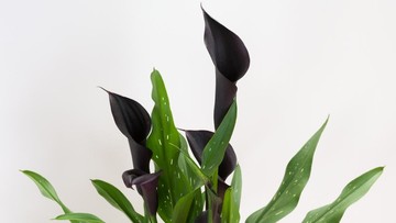 Curi Perhatian, Ini Dia Bunga Hitam dalam Buket Resepsi Luna Maya