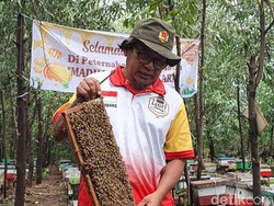 Antisipasi Karhutla Lewat Madu Legit Ala Petani Lebah di Siak