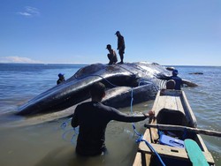 Terungkap Mamalia Raksasa Terdampar di Pantai Temkuna Jenis Paus Biru Kerdil