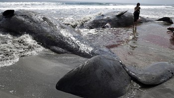 FOTO: Pantai Jepang 'Terkepung' Paus Usai Gempa Dahsyat Guncang Rusia