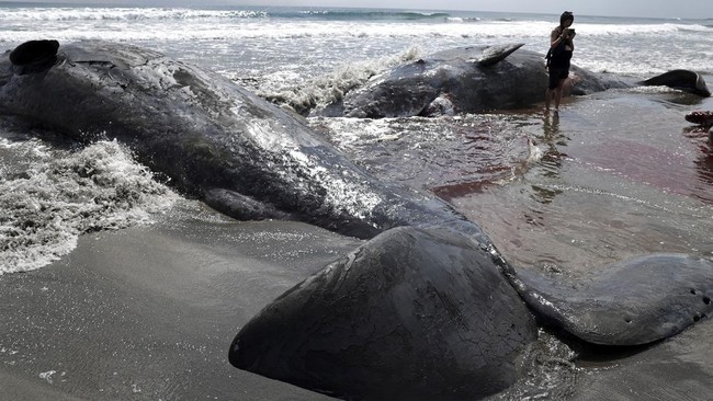 Penampakan Paus-paus Terdampar di Pantai Jepang Imbas Gempa Rusia Sejumlah paus dilaporkan terdampar di pesisir pantai Jepang usai tsunami menghantam wilayah tersebut akibat gempa 8,8 magnitudo di Kamchatka Rusia.