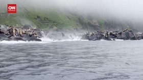 VIDEO: Kepanikan Singa Laut Terguncang Gempa Dahsyat Rusia