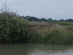 Heboh 2 Buaya Besar Muncul Lagi di Sungai Kepetingan Sidoarjo