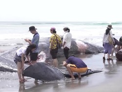 Video: Penampakan 4 Paus Mati Terdampar di Jepang seusai Gempa Rusia