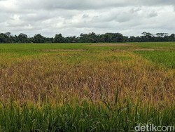 Ratusan Hektare Sawah di Trenggalek Terancam Gagal Panen gegara Wereng