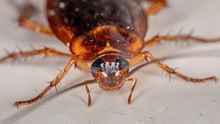 4 Makanan yang Menarik Kecoa Datang ke Rumah, Wajib Dihindari!