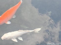 Kisah Ikan Dewa Cigugur Kuningan: Mitos Jelmaan Petapa Kini Jadi Wisata