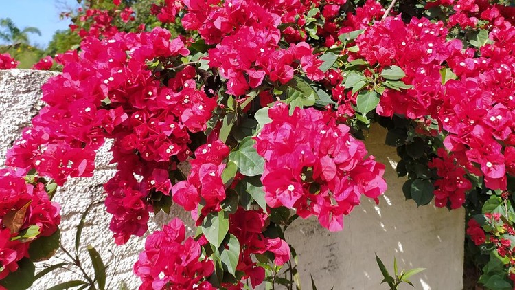 Tanaman hias Bougainvillea Beautiful pink bougainvillea flowers at home on a sunny spring day with a wonderful blue sky. Photo taken in Joinville, Santa Catarina, Brazil, . Bougainvillea is a botanical genus in the family Nyctaginaceae, of species commonly referred to as bougainvillea.
