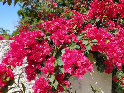 20 Tanaman Hias Tahan Panas, Cocok untuk Outdoor
