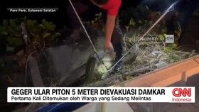 VIDEO: Geger Ular Piton 5 Meter Dievakuasi Damkar