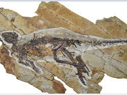 Dinosaurus Ini Diduga Bisa Berkicau, Padahal Bukan Nenek Moyang Burung