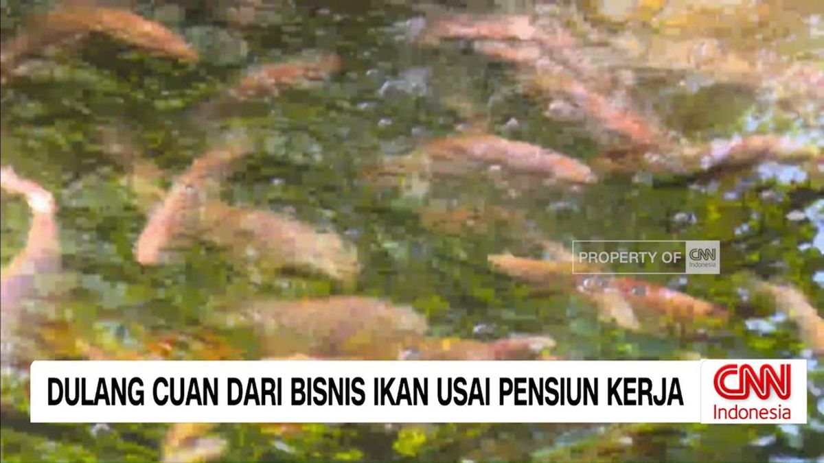 VIDEO: Dulang Cuan dari Bisnis Ikan Usai Pensiun Kerja