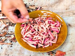 Kelatang, Kuliner Khas Dayak Lun Dayeh yang Dipercaya Kaya Khasiat