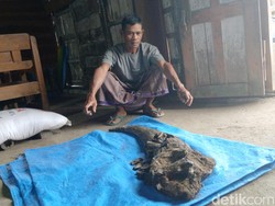 Tanduk Raksasa Ditemukan Warga Blora, Usianya Diperkirakan 200 Ribu Tahun