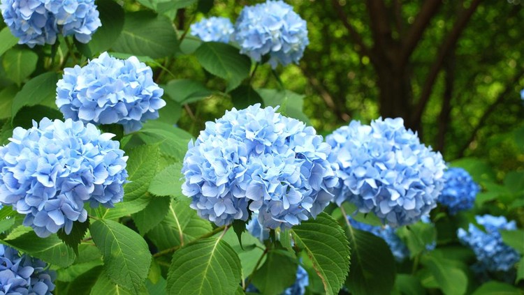 Ilustrasi tanaman bunga Hydrangea japanese ajisai/hydrangea