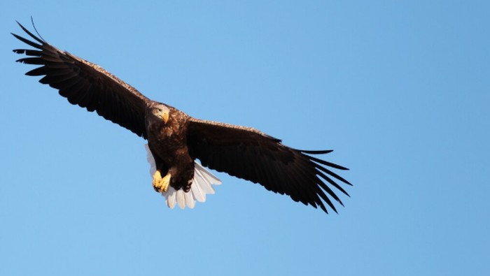 Tes kepribadian ilusi optik: Gambar Elang/Foto: freepik.com/wirestock