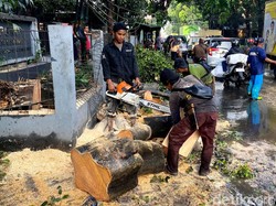 Pohon Beringin Berumur 22 Tahun Tumbang di Jalan Babakan Ciparay Bandung