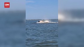VIDEO: Detik-detik Seekor Paus Mati Tertabrak Kapal di New Jersey AS