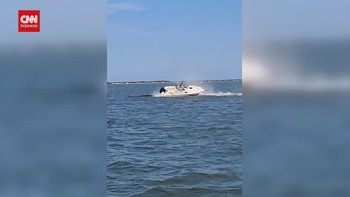 VIDEO: Detik-detik Seekor Paus Mati Tertabrak Kapal di New Jersey AS
