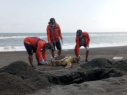 Bangkai Penyu Ditemukan di Pantai Baru Bantul, Mulutnya Penuh Sampah Plastik