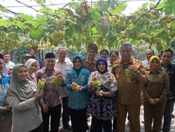 Benyamin Davnie-Tinawati Andra Soni Hadiri Panen Anggur Lokal di Tangsel