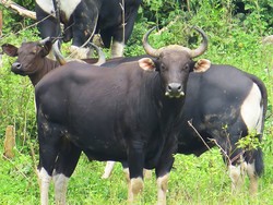 Apa Perbedaan Banteng Jawa dan Sapi Bali? Ini Karakteristiknya