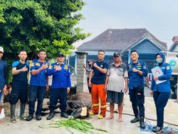 Damkar Lamongan Diminta Warga Angkat Sapi dari Dalam Got